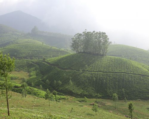 munnar2