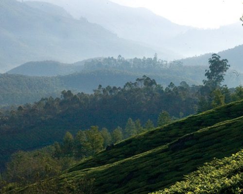 munnar3