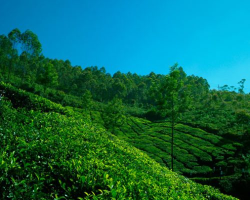 munnar5