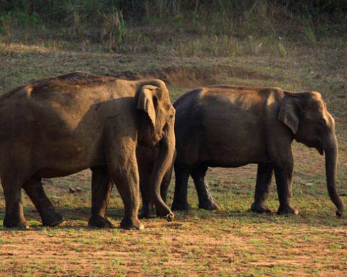 thekkady1