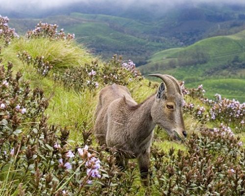 thekkady12