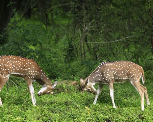 thekkady14