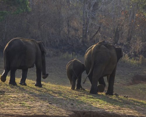 thekkady15