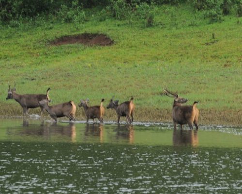 thekkady18