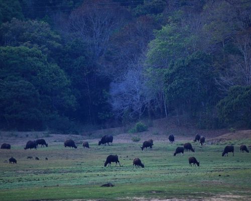 thekkady19