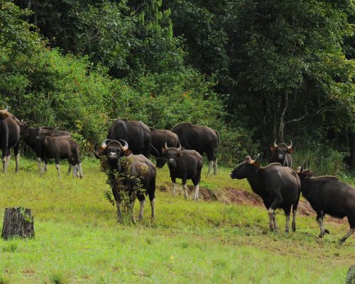 thekkady21