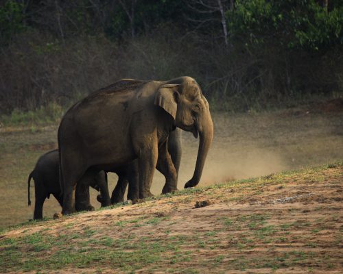 thekkady23