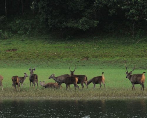 thekkady4