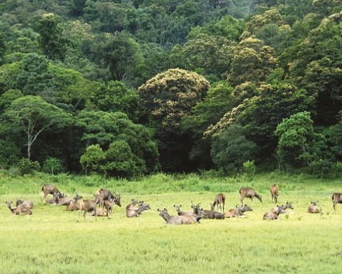 thekkady5