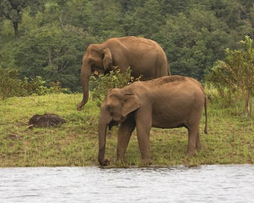 thekkady6