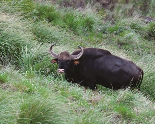 thekkady9